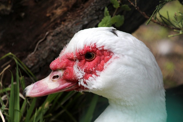 造豪华中场 造豪华中场